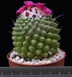 Mammillaria vagaspina
