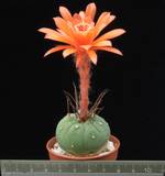 Matucana madisoniorum