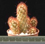 Mammillaria elongatav. aureispina