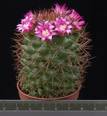 Mammillaria heeriana