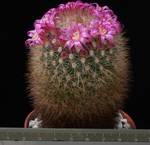 Mammillaria hamata