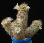 Mammillaria elongata