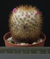 Mammillaria columbiana