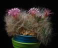 Mammillaria bocasana roseiflora