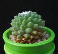 Mammillaria vagaspina