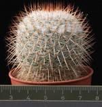 Mammillaria columbiana