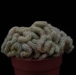 Mammillaria elongata cristata