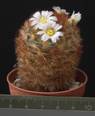Mammillaria carmenae