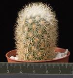 Mammillaria densispina