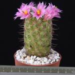 Mammillaria sheldonii