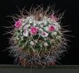 Mammillaria magnimamma
