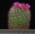 Mammillaria hamata