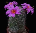 Mammillaria boolii
