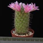 Mammillaria sheldonii