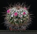 Mammillaria magnimamma