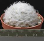 Mammillaria plumosa