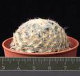 Mammillaria schiedeana