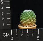 Mammillaria vagaspina