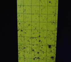 Na lepljivih ploščicah takoj opazimo kateri insekti letajo okrog naših rastlin.