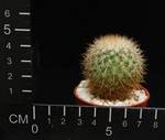 Mammillaria rhodanta ssp. aureiceps