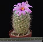 Mammillaria boolii