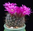 Mammillaria zeilmanniana