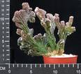 Monvillea spegazinii v. cristata