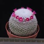 Mammillaria klissingiana