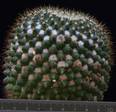 Mammillaria marksiana