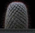 Mammillaria bombycina