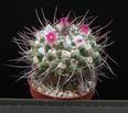 Mammillaria carnea