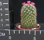 Mammillaria hamata