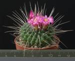 Mammillaria spinosissima v. monospina