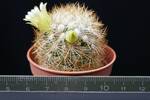 Mammillaria mieheana
