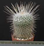 Mammillaria geminispina v. nobilis