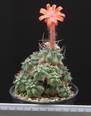 Submatucana paucicostata
