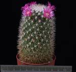 Mammillaria spinosissima