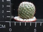 Mammillaria elegans