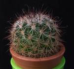 Mammillaria hamata