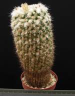 Mammillaria collinsii