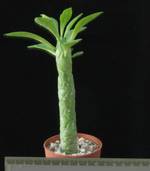 Monadenium lugardii