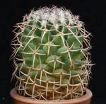 Mammillaria polythelle