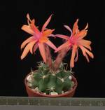 Matucana paucicostata