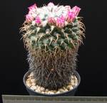 Mammillaria compressa