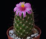 Mammillaria sheldonii