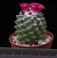 Mammillaria vagaspina