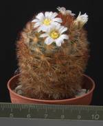Mammillaria carmenae