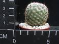 Mammillaria elegans