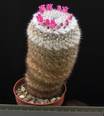 Mammillaria albilanata