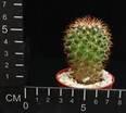 Mammillaria rhodantha